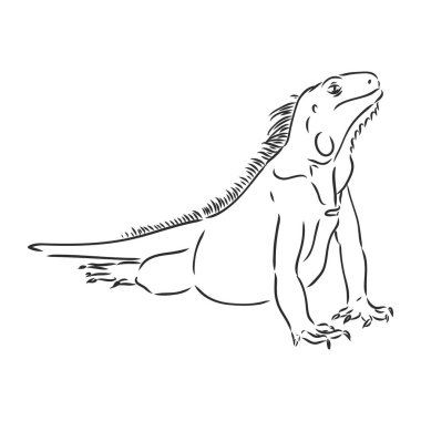 Kertenkele iguanası izole edilmiş. Siyah ve beyaz sürüngen. Vektör çizimi. El çizimi gerçekçi. Vahşi yaşamın eski gravürleri. Beyaz arkaplanda iguana vektör çizimi