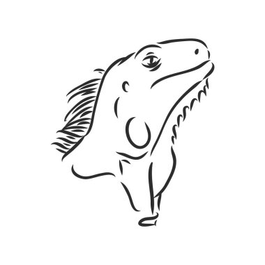 Kertenkele iguanası izole edilmiş. Siyah ve beyaz sürüngen. Vektör çizimi. El çizimi gerçekçi. Vahşi yaşamın eski gravürleri. Beyaz arkaplanda iguana vektör çizimi