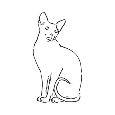 Beyaz arka planda izole edilmiş bir sfenks kedisi çizimi. Sfenks kedisi, beyaz arkaplanda vektör çizimi