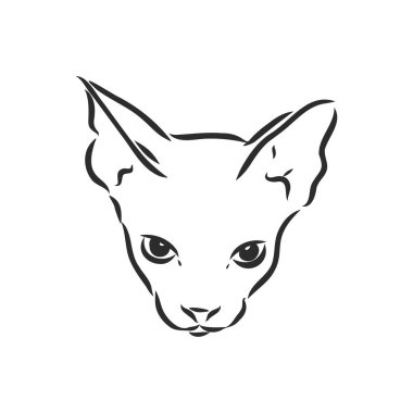 Beyaz arka planda izole edilmiş bir sfenks kedisi çizimi. Sfenks kedisi, beyaz arkaplanda vektör çizimi