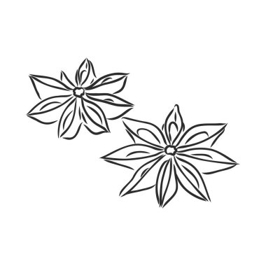 Beyaz arkaplanda el yapımı yıldız anason çizimi izole edildi. Baharat taslakları