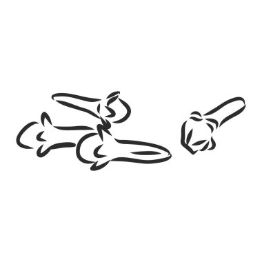 İzole edilmiş beyaz karanfiller. Baharat ve bitki örnekleri. El çizimi çizimi çizim