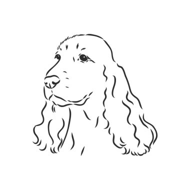 İngiliz Springer Spaniel profilinde durmanın dekoratif portresi, vektör izole edilmiş beyaz arkaplanda siyah renk. spaniel, beyaz arkaplanda vektör çizimi