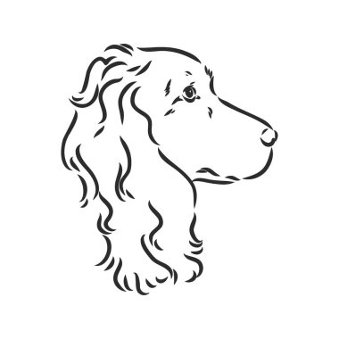 İngiliz Springer Spaniel profilinde durmanın dekoratif portresi, vektör izole edilmiş beyaz arkaplanda siyah renk. spaniel, beyaz arkaplanda vektör çizimi