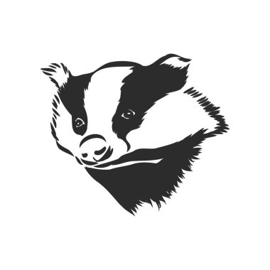 Avrupa porsuğu - hayvan çizimi. Porsuk, beyaz arkaplanda vektör çizimi