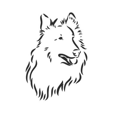 Dog Rough Collie beyaz arka planda izole edilmiş. Vektör illüstrasyonu