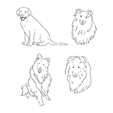 Dog Rough Collie beyaz arka planda izole edilmiş. Vektör illüstrasyonu