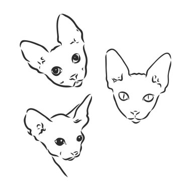 Beyaz bir arka planda izole edilmiş bir sfenks kedinin vektör çizimi. Elbiselere, kağıda, logoya, ikona baskı yapmak için