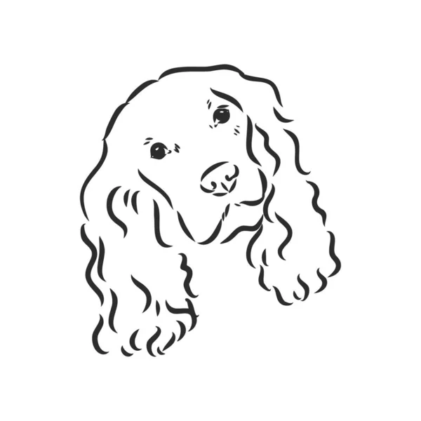 Raça cão Cocker Spaniel focinho, esboço gráficos vetoriais preto e branco desenho — Vetor de Stock