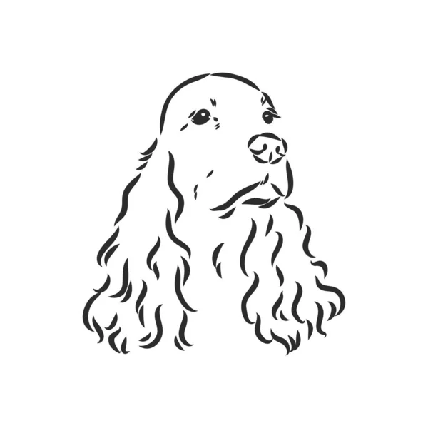 Raça cão Cocker Spaniel focinho, esboço gráficos vetoriais preto e branco desenho — Vetor de Stock