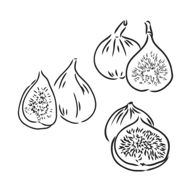 Beyaz arka planda izole edilmiş iki incirin oyma çizimi