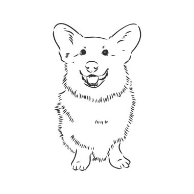 Galler Corgi Pembroke 'un portresi. El çizimi evcil köpek çizimi. Dekorasyon, tasarım logosu, broşür, katalog, hayvan dükkanları, veteriner klinikleri için vektör illüstrasyonu