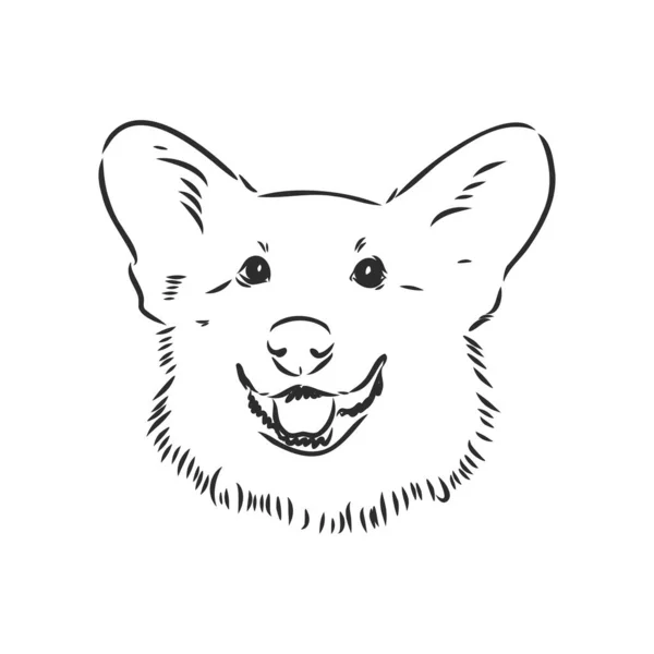 Galler Corgi Pembroke 'un portresi. El çizimi evcil köpek çizimi. Dekorasyon, tasarım logosu, broşür, katalog, hayvan dükkanları, veteriner klinikleri için vektör illüstrasyonu — Stok Vektör