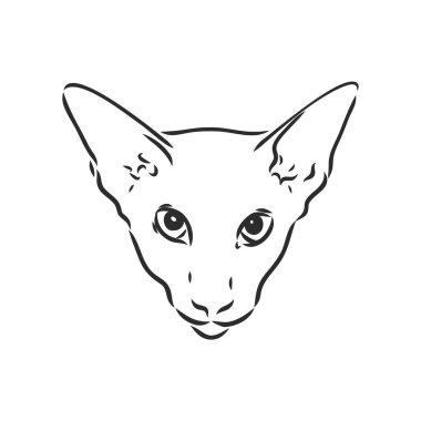 Doğulu Shorthair kedisi. Elle çizilmiş stil. Vektör illüstrasyonu.