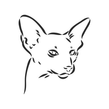 Doğulu Shorthair kedisi. Elle çizilmiş stil. Vektör illüstrasyonu.