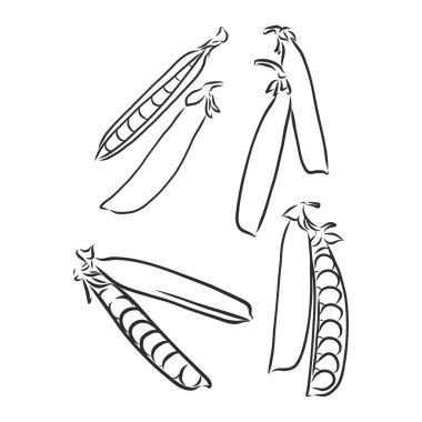 Beyaz arkaplanda fasulye ve bezelye oyma vektörü çizimi