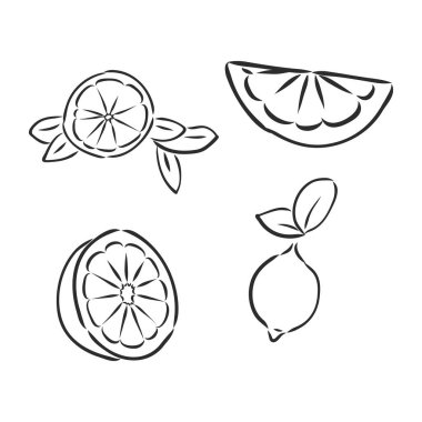 Beyaz arka planda limon mürekkebi çizilmiş. Yüksek detaylı narenciye meyvelerinin vektör çizimi