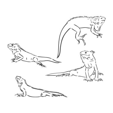 Beyaz arka planda desenleri olan siyah beyaz Meksika İguanası