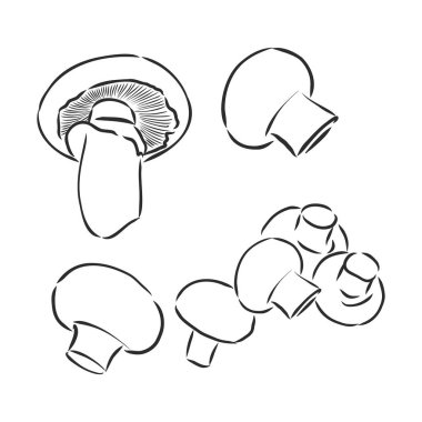 Mantar Şampiyonu. Beyaz arkaplanda izole edilmiş sebzeler çizdim.