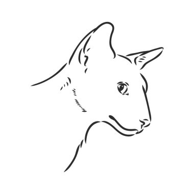 Doğulu Shorthair kedisi. Elle çizilmiş stil. Vektör illüstrasyonu.