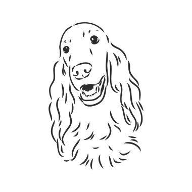 Köpek eli çizilmiş. İngiliz ayarlayıcı. Vektör çizimi izole edildi