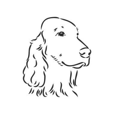 Köpek eli çizilmiş. İngiliz ayarlayıcı. Vektör çizimi izole edildi