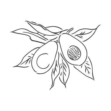 Avokado. Contour illüstrasyon. Tahta kesim tarzında egzotik meyveler. Beyaz arkaplanda izole edilmiş vektör.