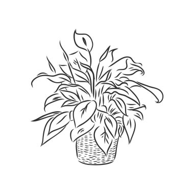 Sansevieria trifasciata elle çizilmiş vektör ana hatlı karalama ikonu. Beyaz arkaplanda izole edilmiş baskı, web, mobil ve bilgi grafikleri için dekoratif saksı bitkisi çizimi.