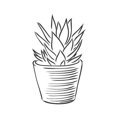 Sansevieria trifasciata elle çizilmiş vektör ana hatlı karalama ikonu. Beyaz arkaplanda izole edilmiş baskı, web, mobil ve bilgi grafikleri için dekoratif saksı bitkisi çizimi.