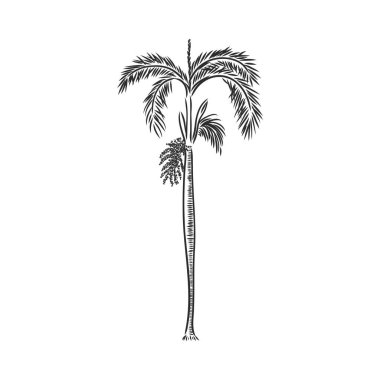 Beyaz arka planda elle çizilmiş palmiye ağaçları. Palmiye ağacı, vektör çizimi beyaz arkaplanda