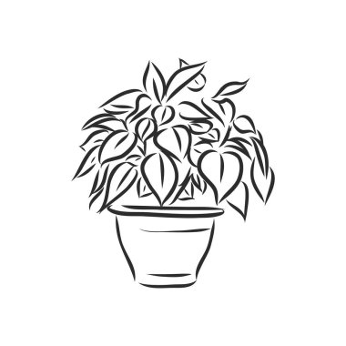 Sansevieria trifasciata elle çizilmiş vektör ana hatlı karalama ikonu. Beyaz arkaplanda izole edilmiş baskı, web, mobil ve bilgi grafikleri için dekoratif saksı bitkisi çizimi.