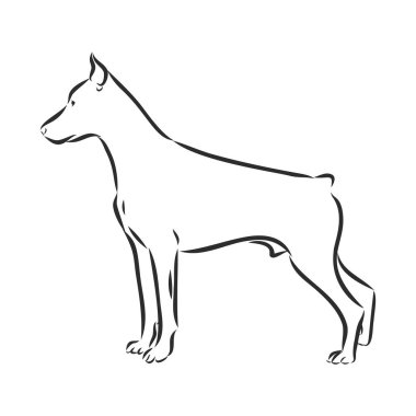 Doberman pincer line art, silhouette, tribal. Freehand vector illustration. Print for POD sites and coloring books.