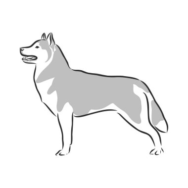 Husky dog vector illustration isolated on white background