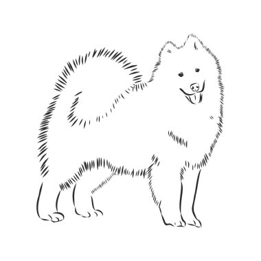 Samoyed dog breed vector illustration from the dog show sign symbol set. Working dogs breed from Siberia, used as a sled dog, a reindeer herder, a guard dog, as a companion to hunters and fishermen
