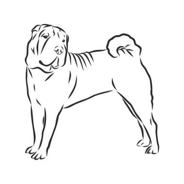 Shar Pei köpek ırkı önünde beyaz arka plan üzerinde izole.