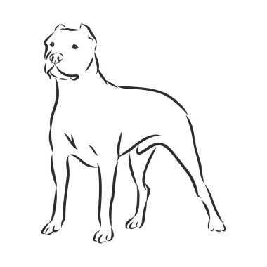 Büyük Dane Arjantinli, köpek eskizi, kontur vektör çizimi