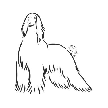Vector sketch of the black dog Afghan Hound breed