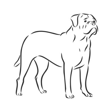 bullmastiff dog sketch, contour vector illustration, domeestic dog