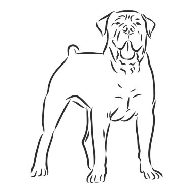 Boerboel dog sketch, contour vector illustration , domestic dog