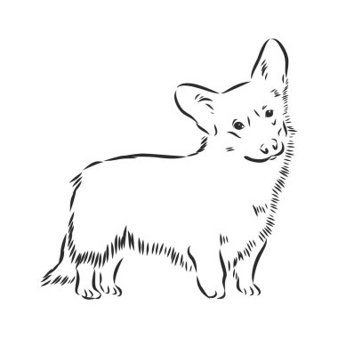 Welsh Corgi dog sketch, contour vector illustration