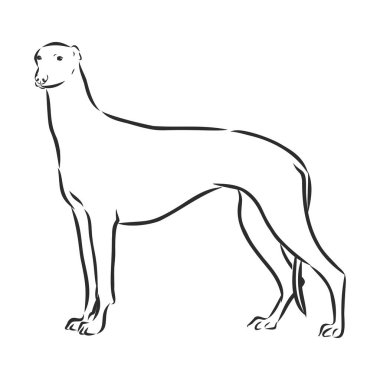 Illustration Greyhound Dog was created in doodling style in black and white colors. Painted image is isolated on white background. It can be used for coloring books for adult.