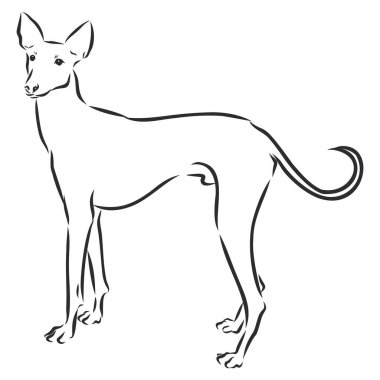 chippiparai dog sketch, contour vector illustration, domestic dog
