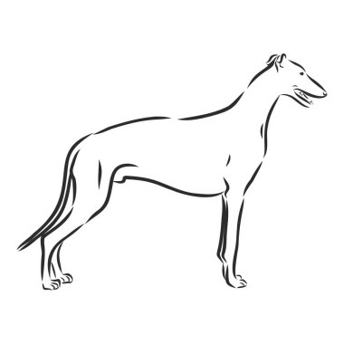 Illustration Greyhound Dog was created in doodling style in black and white colors. Painted image is isolated on white background. It can be used for coloring books for adult.