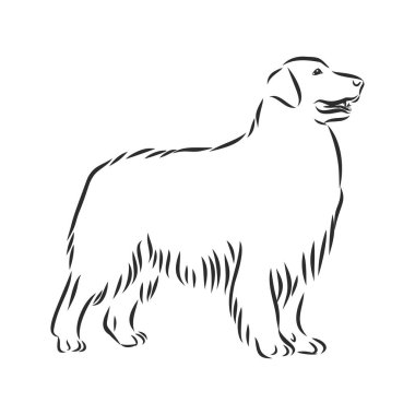 Profil köpek golden retriever ayakta, izole vektör çizim beyaz arka plan üzerinde siyah renkli dekoratif portresi