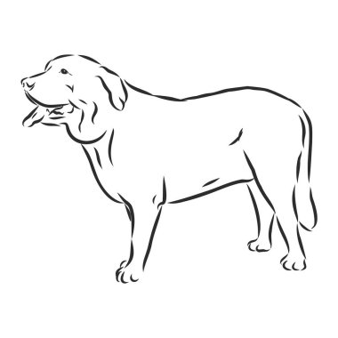 Dekoratif kontur dikey duran profili İspanyolca Mastiff köpek, beyaz arka plan üzerinde siyah renkli izole illüstrasyon vektör