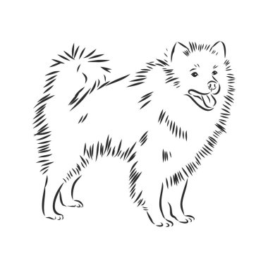 Wolfspitz dog sketch, domestic dog contour vector illustration