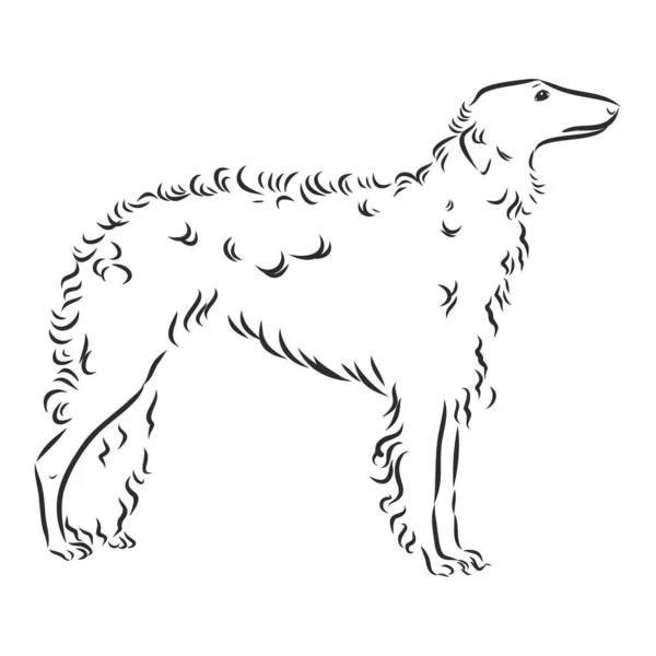 Vector illustration of dog. Borzoi or Russian wolfhound — Wektor stockowy