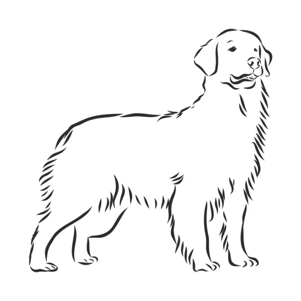 Ritratto decorativo di stare in piedi in profilo cane golden retriever, vettoriale isolato illustrazione in colore nero su sfondo bianco — Vettoriale Stock