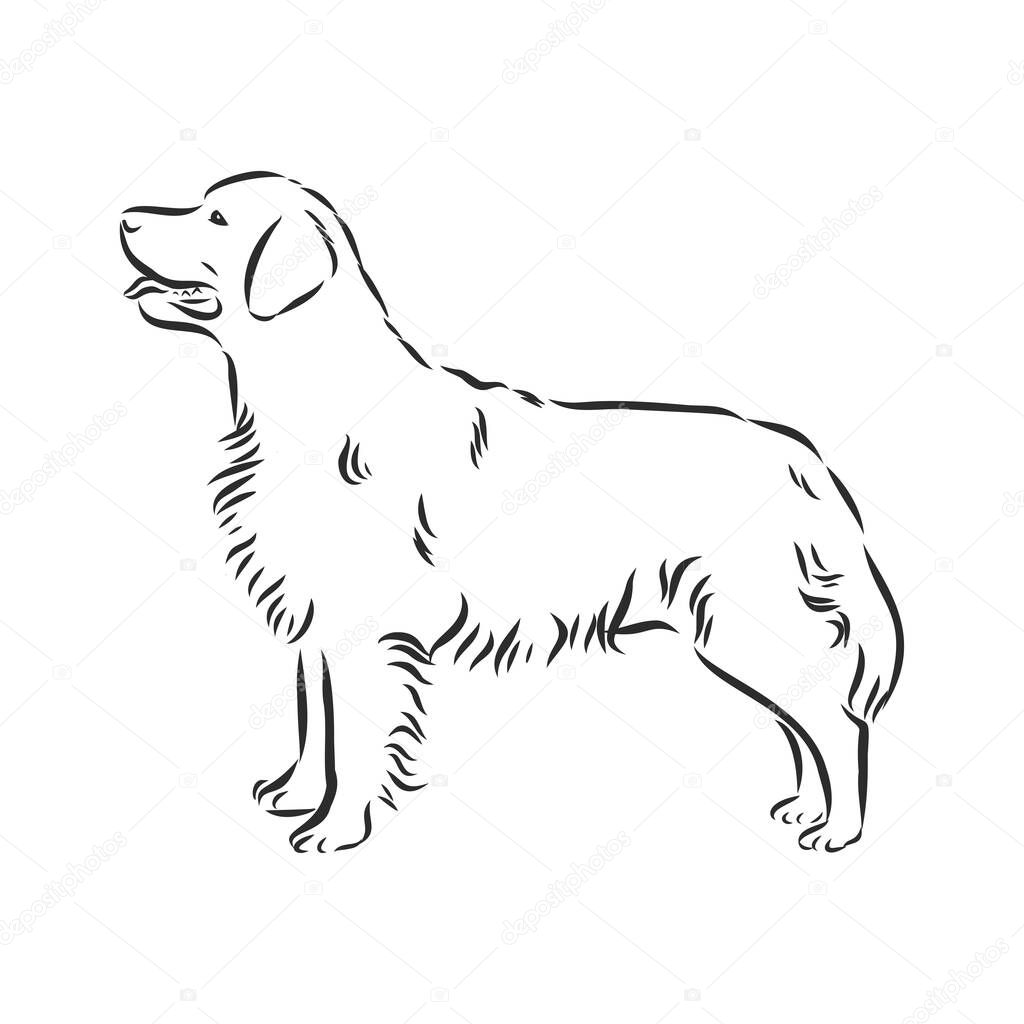 Decorative portrait of standing in profile dog golden retriever, vector isolated illustration in black color on white background