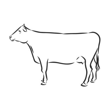 Beyaz üzerine izole inek, el çizimi vektör illüstrasyonu.
